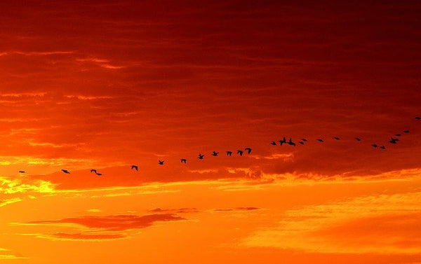 End of Migration Sale