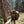 SITKA - CORE LIGHT WEIGHT HOODIE