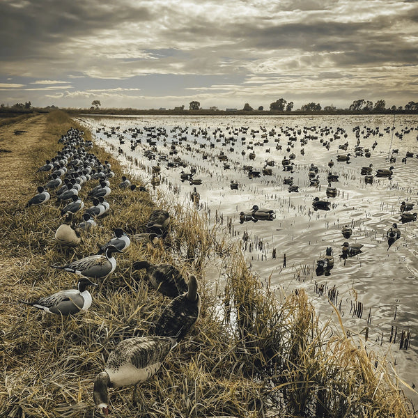 Eberhart Full Body Pintail Decoys - 12 Pack