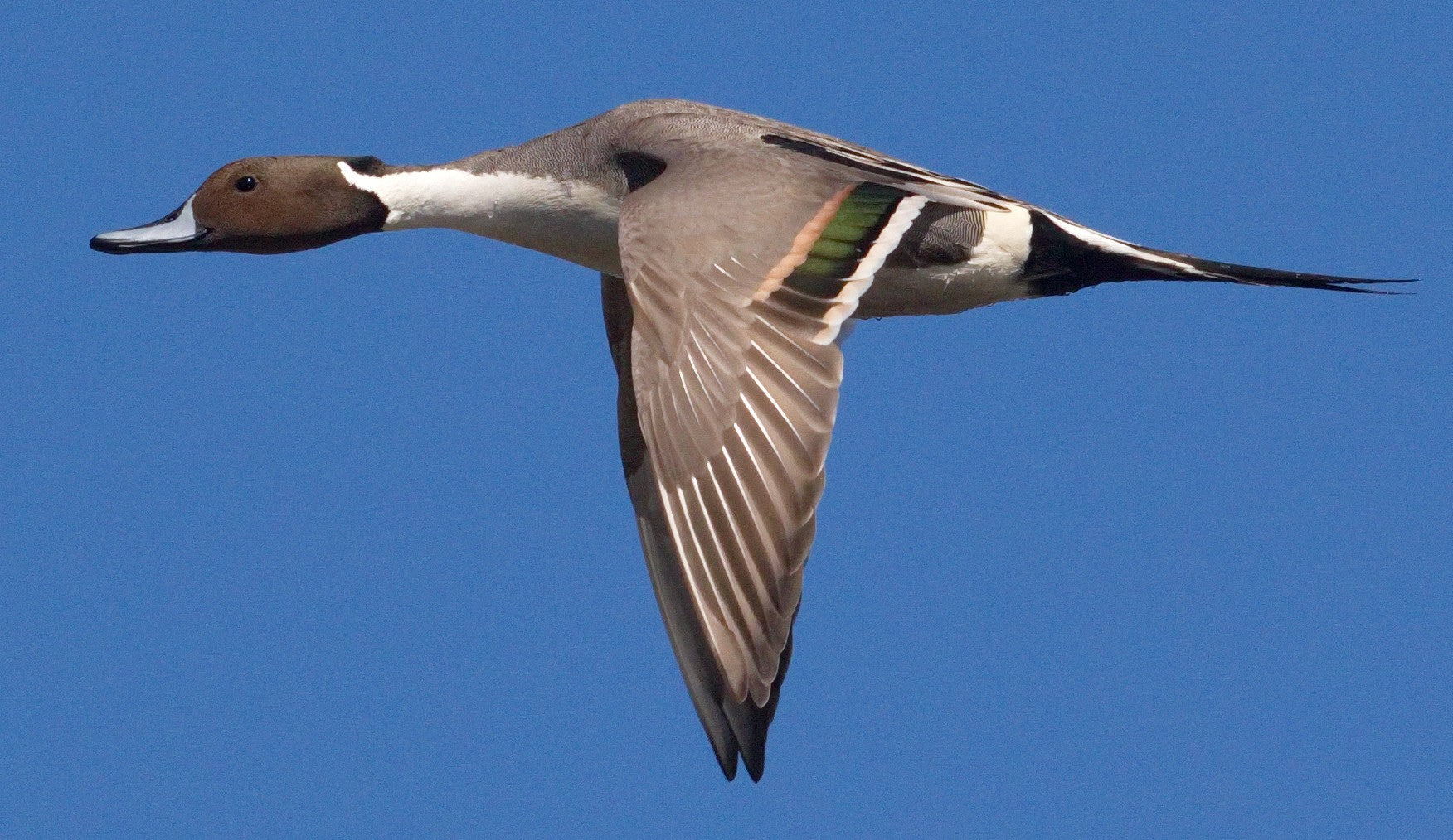 Kittle brothers call in and harvest a pair of pintail (sprig) ducks using the Wingsetter whistle.